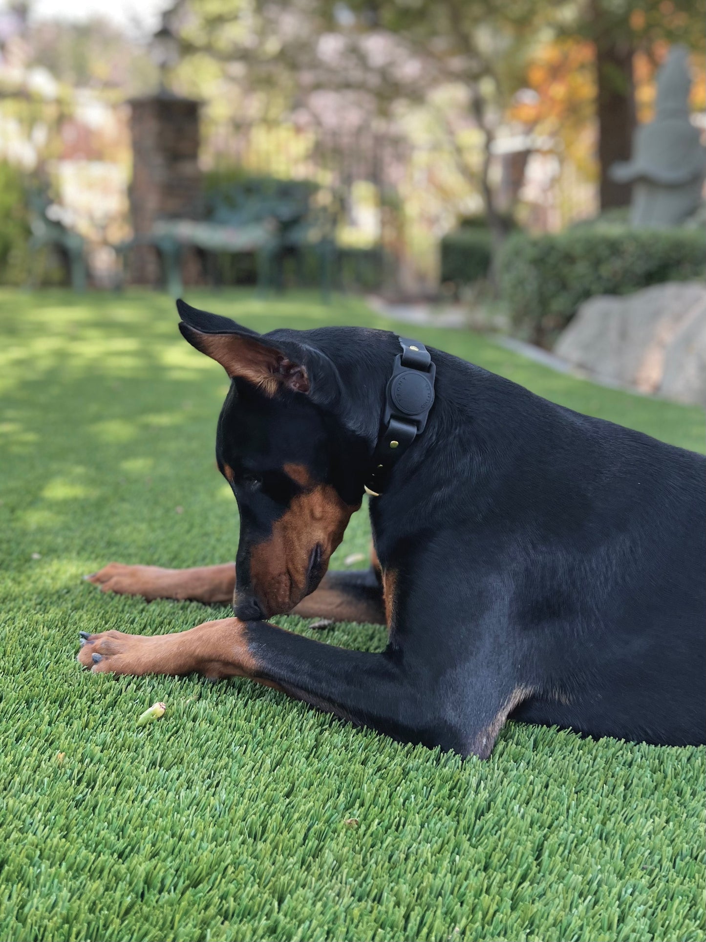 The Bronx Collar