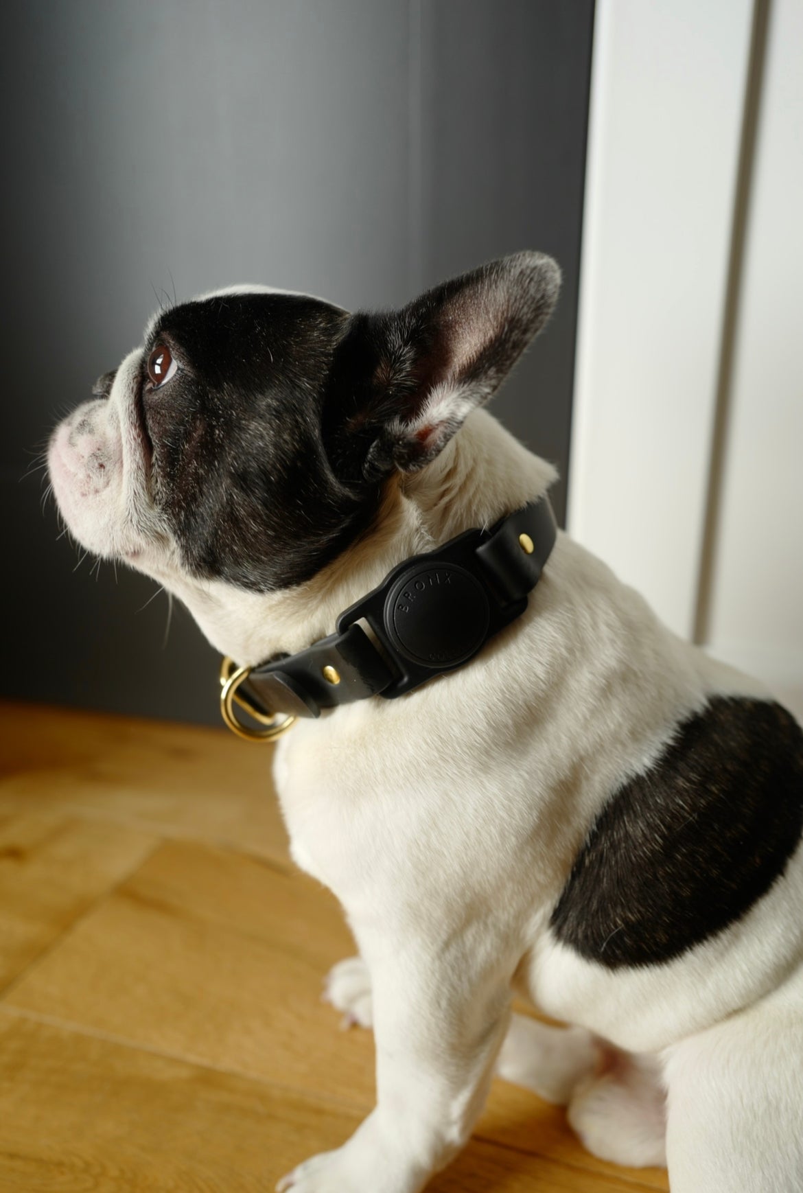 Flex poly best sale dog collar